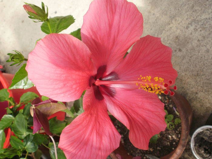  - Plante II