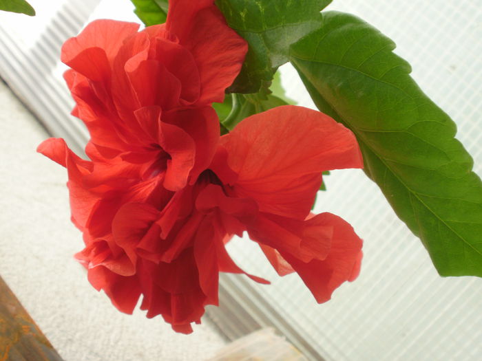  - Plante II