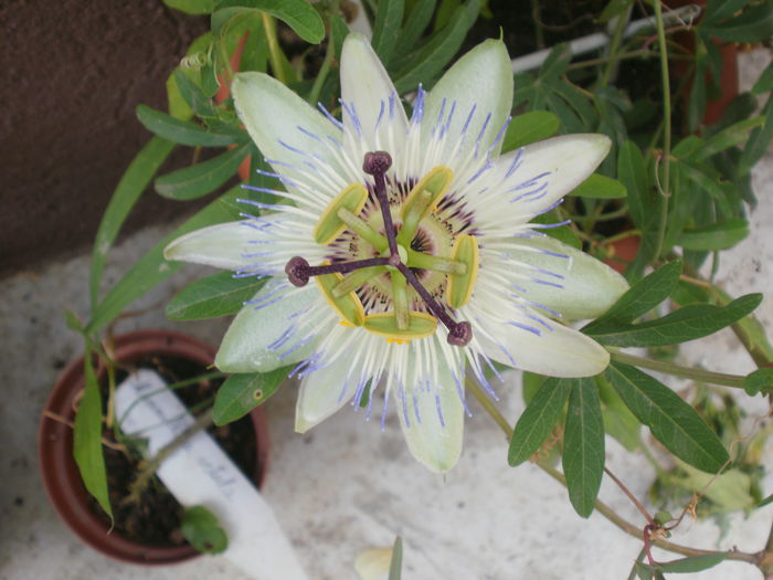  - Plante II
