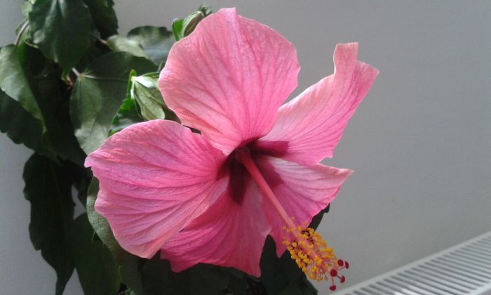 IMG-20150802-WA0023 - HIBISCUS CYCLAMEN-pierdut