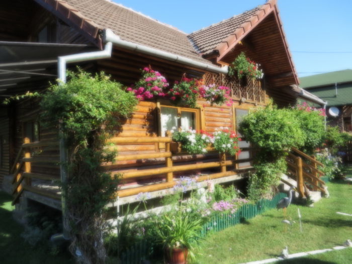 IMG_3126 - Costesti 2015