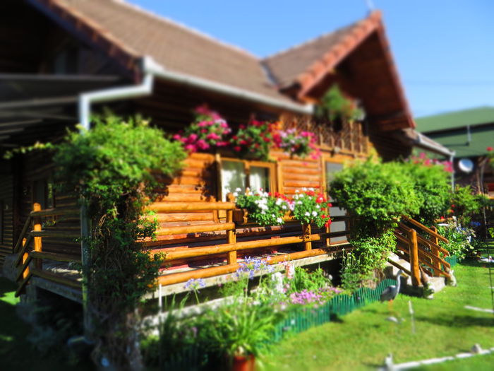 IMG_3127 - Costesti 2015