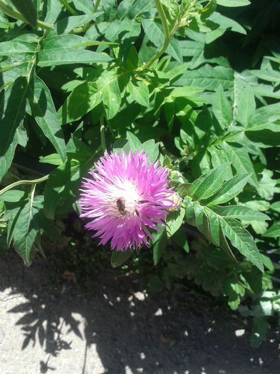 20150607_121901 - FLORI DIN GRADINA MAMEI MELE II 2015