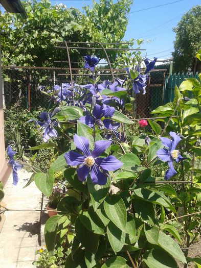 20150607_121937 - FLORI DIN GRADINA MAMEI MELE II 2015