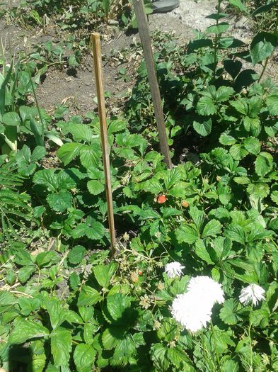 20150607_121951 - FLORI DIN GRADINA MAMEI MELE II 2015