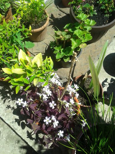20150607_122107 - FLORI DIN GRADINA MAMEI MELE II 2015