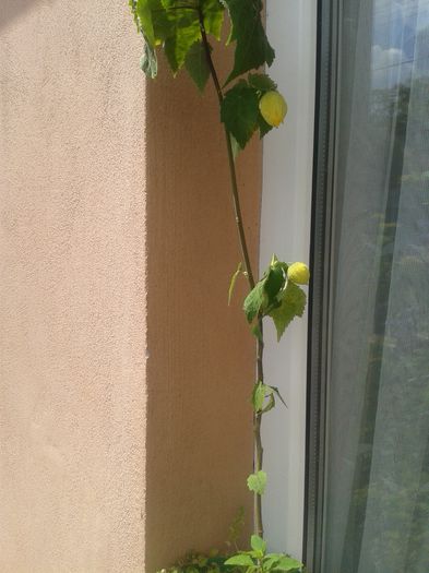 20150628_115437
