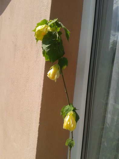 20150705_112132