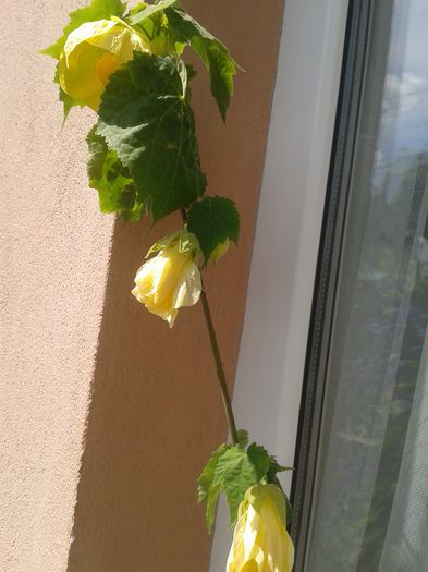 20150705_112141