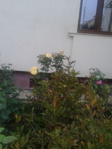 20150731_184254 - FLORI DIN GRADINA MAMEI MELE II 2015