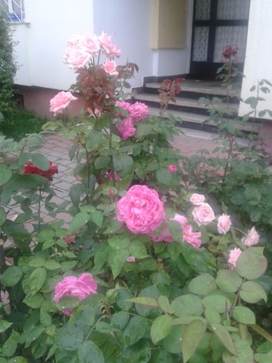 20150731_184258 - FLORI DIN GRADINA MAMEI MELE II 2015