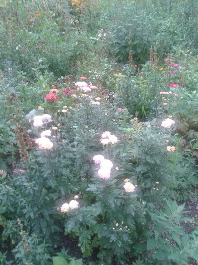 20150731_184343 - FLORI DIN GRADINA MAMEI MELE II 2015