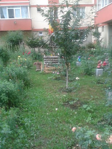 20150731_184351 - FLORI DIN GRADINA MAMEI MELE II 2015