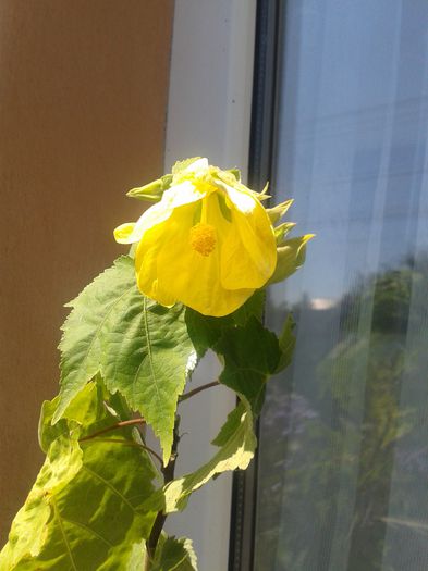 20150802_113701