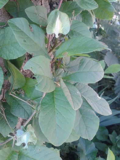 20150802_113829 - FLORI DIN GRADINA MAMEI MELE II 2015