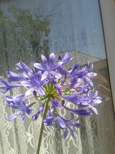 agapanthus - FLORI DIN GRADINA MAMEI MELE II 2015