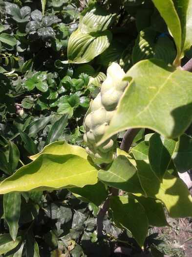 20150802_130335 - FLORI DIN GRADINA MAMEI MELE II 2015