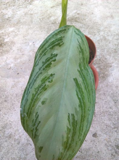 Aglaonema commutatum - 15.07.2015 - Aglaonema commutatum