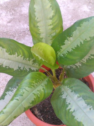 Aglaonema siamense- 15.07.2015 - Aglaonema siamense - auricam