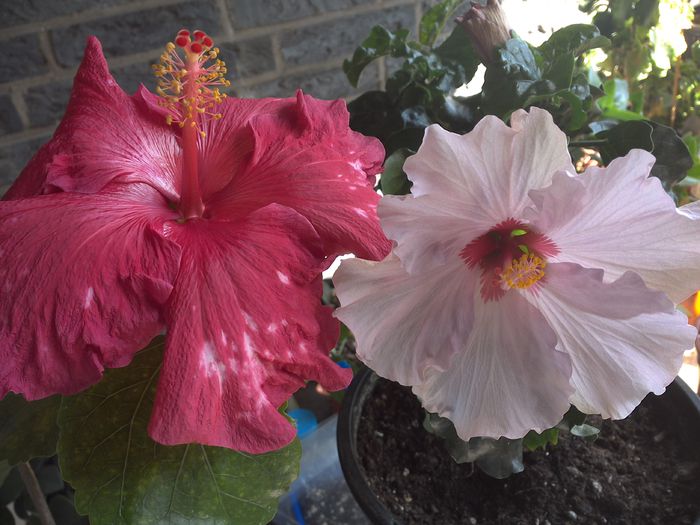 Lillian Ladd - 0Hibiscus in colectie infloriti