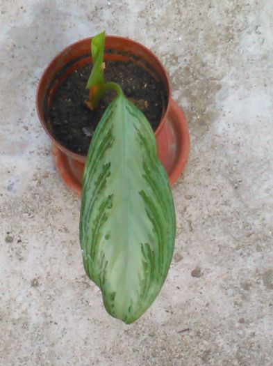 Aglaonema commutatum- 15.07.2015