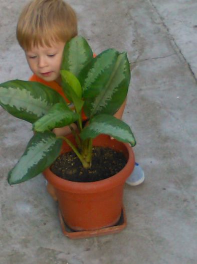 Aglaonema siamense- 15.07.2015 - Aglaonema siamense - auricam