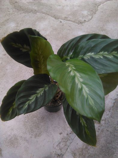 Calathea Maui Queen - 413 Specia Calathea Maui Queen