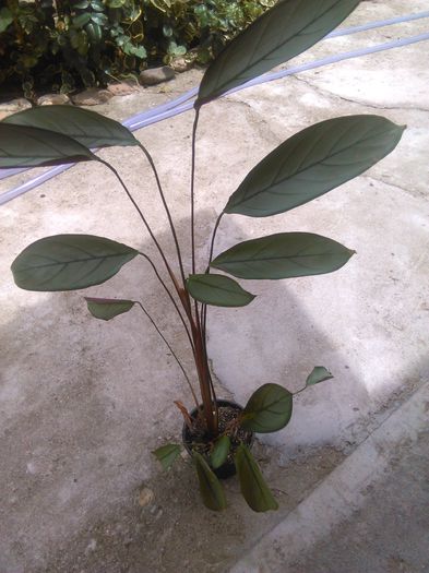 ctenanthe setosa Grey Star