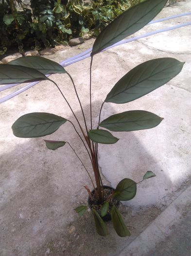 ctenanthe setosa Grey Star