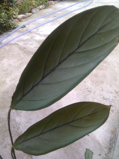 ctenanthe setosa Grey Star