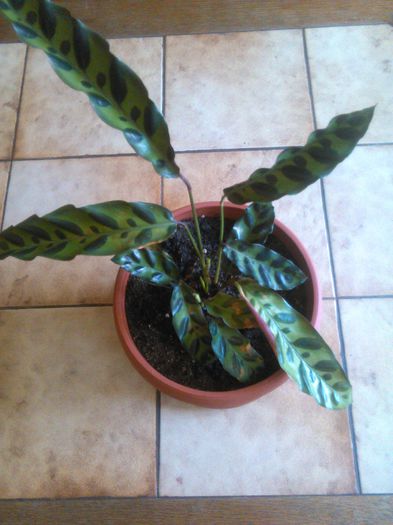 calathea insignis -lancifolia