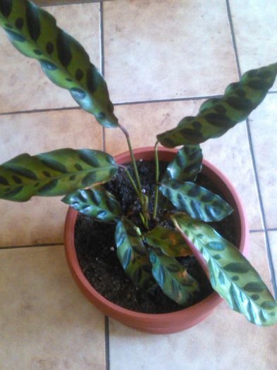 calathea insignis -lancifolia