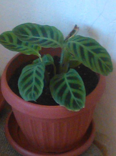 calathea zebrina