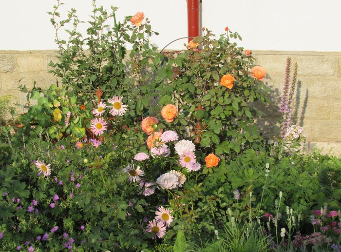 28 iulie - 2015 gradina mea