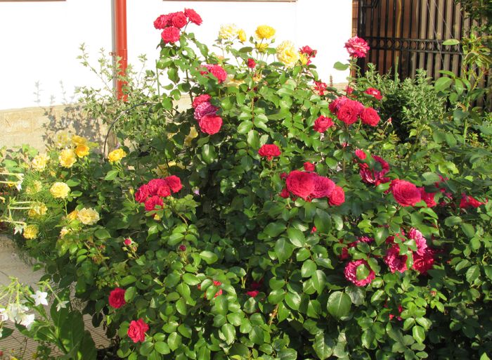 28 iulie - 2015 gradina mea