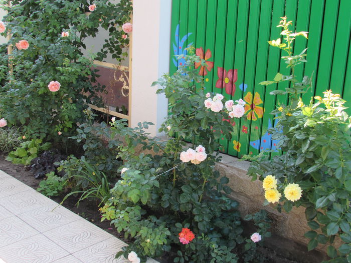 28 iulie - 2015 gradina mea