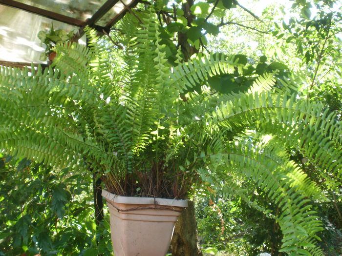  - Plante II