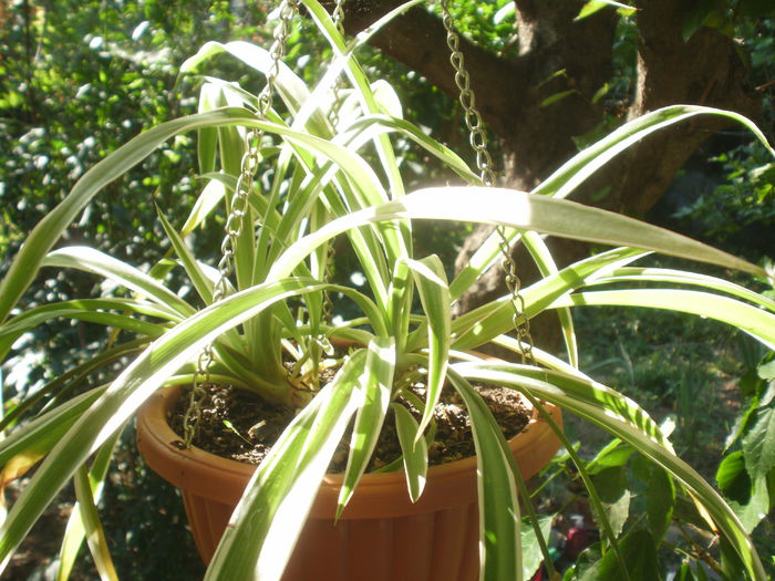 uite-ma, - Plante II