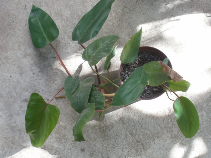 si eu la fel. - Plante II