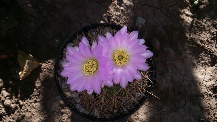 acanthocalycium violaceum - cactusi 2015