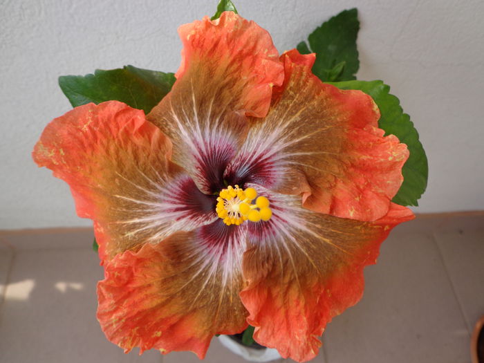 T.B. STAR - A-HIBISCUS 2015-1