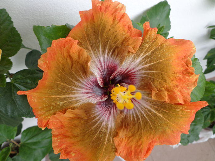 060 - A-HIBISCUS 2015-1