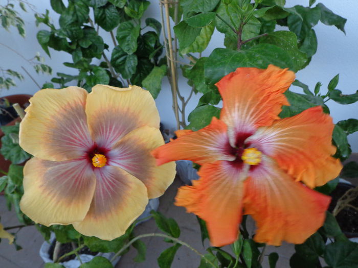 016 - A-HIBISCUS 2015-1