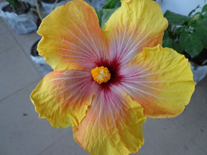 006 - A-HIBISCUS 2015-1