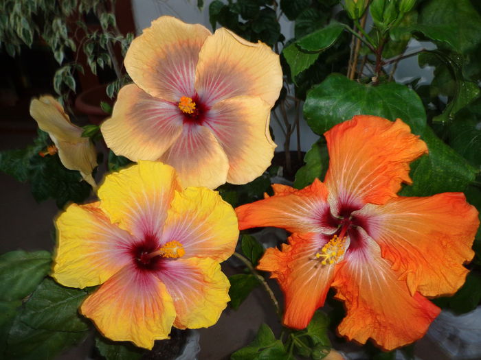 022 - A-HIBISCUS 2015-1