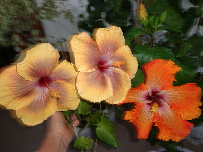 T. I. TOPAZ ,T. B. STAR - A-HIBISCUS 2015-1