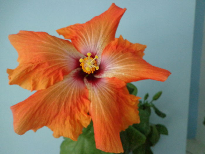 047 - A-HIBISCUS 2015-1