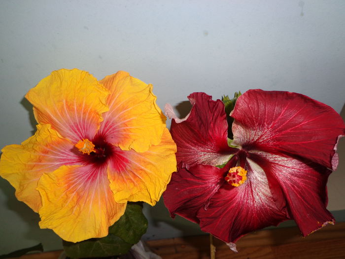 J.GOMMER,D. BREATH - A-HIBISCUS 2015-1