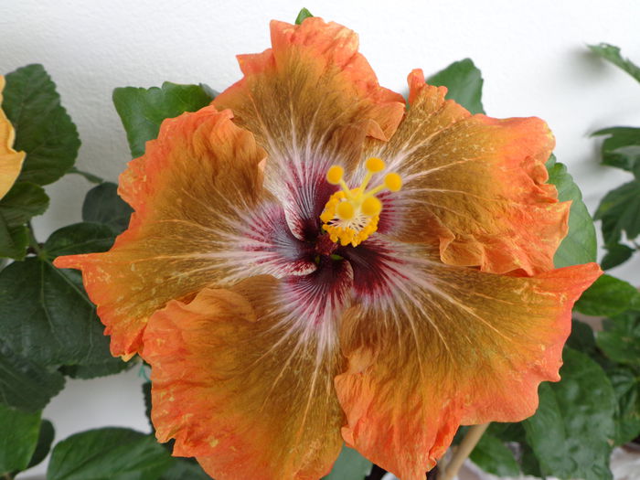 058 - A-HIBISCUS 2015-1