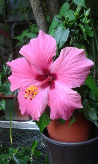 IMG-20150802-WA0036 - HIBISCUS CYCLAMEN-pierdut